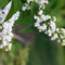 Gartenimpressionen