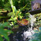 Gartenimpressionen