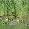Poules d'eau