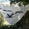 Voile