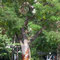 L'arbre du square Colbert