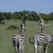 2018-04-02 im Moremi Wildreservat - Zebras und Giraffen