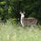 2018-03-27 Chobe Nationalpark - Wasserbock