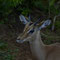 2018-03-27 Chobe Nationalpark - Impala