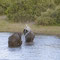 2018-03-27 Chobe Nationalpark  - Elefanten