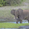 2018-03-27 Chobe Nationalpark  - Elefanten