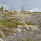 Die Felsen auf Offersøya sind teilweise von dickem, weichem Moos bedeckt