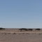 Vom Wind zerzauste Bäume in der Sahara