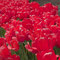 Tulpen vor der Ålesund Kirke