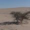 Karger Bewuchs und auffällige Hügel in der Sahara