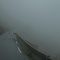 Schafe im Nebel auf der Bergstraße