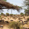 Viele Gnus nutzen den Schatten einer großen Schirmakazie