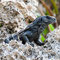 Leguan an den Felsen von Roatan, Honduras
