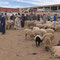 Viehmarkt im Souk Amhayrich von Guelmim