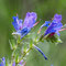 Bergblume 2