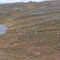 Rentiere im Hochland der Finnmark