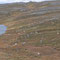 Rentiere im Hochland der Finnmark