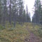 Im Wald bei Kiruna sammeln wir viele Beeren