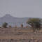 Bei der Weiterfahrt aus Foum Zguid entdecken wir wilde Kamele, im Hintergrund sieht man den Mount Tajine