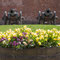 Blumenkübel in Gripsholm von Kanonen schwer bewacht