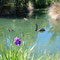 Schwarzer Schwan im Garten des Donegal House bei Kaikoura