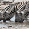 Zebras am Wasserloch Rietfontein im Etosha Nationalpark