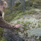 Die Felsen sind dick mit Moos bewachsen
