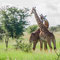 Schlagende Giraffen in der Serengeti
