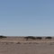 Vom Wind zerzauste Bäume in der Sahara