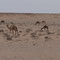 Eine Herde Dromedare in der Sahara