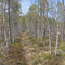 Wir wandern aus Fågelsjö in die dichten Wälder