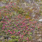 Blüten auf der Hochebene