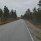 In Finnland überwiegen auf einmal die Nadelbäume