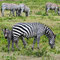 Wegen der fehlenden Raubtiere haben die Zebras im Arusha NP ein friedliches Leben
