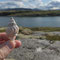 Auf den Felsen finden wir auffallend viele Muschelschalen