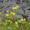 Erste Blumen am Bergbach