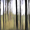 ©Angélique Branco - "Clairière" - 60x60cm sur papier Awagami Bamboo 170grs - photographie