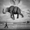 © Loïc Moyou : "Tête en l'air" de la série "Compagnons d'un jour" - 40x60cm sur Hahnemühle PhotoRag Baryta 315grs - Photomontage