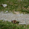 Marmotte en fuite