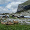 Bouquetins devant Les Chalets de Sales