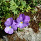 Violettes