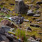 Arctische uitdaging - Photocredits: Halvor Mykleby / Hurtigruten Svalbard
