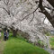 川べりの土手の桜の木の下を歩く。。。