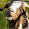 Nochmal Emil, Kehdinger Land - © 2022 Ruth Groh