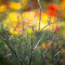 Blumen-Werkstücke - © 2021 Thomas Schmitz