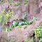 Nationalpark Yasuní, Ecuador  - © Gabriela Weber 2011