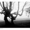 Der Nebel (Börgenwald) - © Gerhard Kromschröder