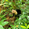 Costa Rica - Ein Weißschulter-Kapuzineraffe im Cahuita Nationalpark - © 2024 Kerstin Gensert