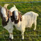 Frieda und Emil, Kehdinger Land - © 2022 Ruth Groh