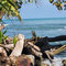 Costa Rica - Ein Grüner Leguan im Cahuita Nationalpark - © 2024 Kerstin Gensert